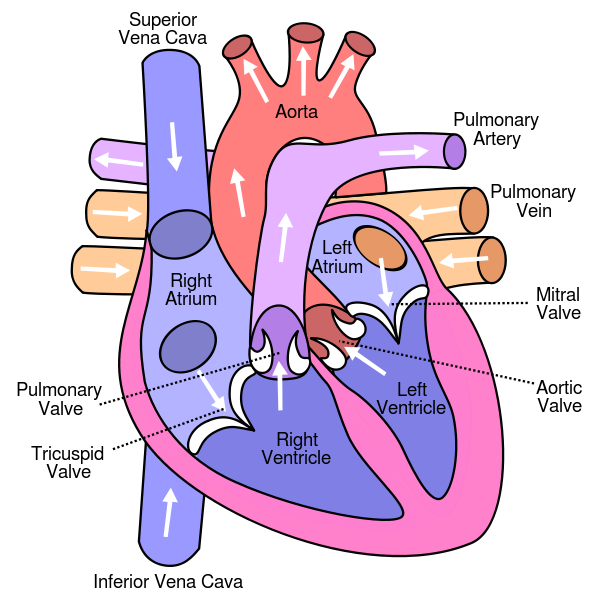 Diagram of the Human Heart